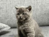 Safkan Bri̇ti̇sh Shorthai̇r Yavrumuz