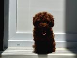 5 Aylık Di̇şi̇ Red  Brown Toy Poodle