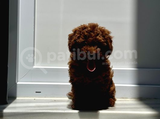 5 Aylık Di̇şi̇ Red  Brown Toy Poodle görsel