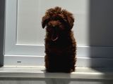5 aylık DİŞİ red  brown toy poodle
