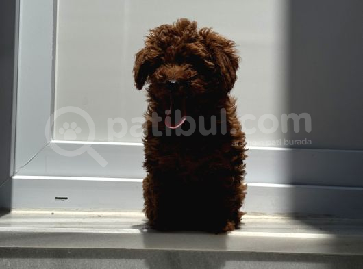 5 Aylık Di̇şi̇ Red  Brown Toy Poodle