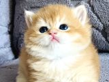 Orijinal ırk garantili British Shorthair golden