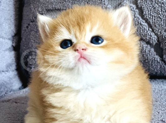 Orijinal Irk Garantili British Shorthair Golden
