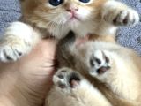 Orijinal Irk Garantili British Shorthair Golden