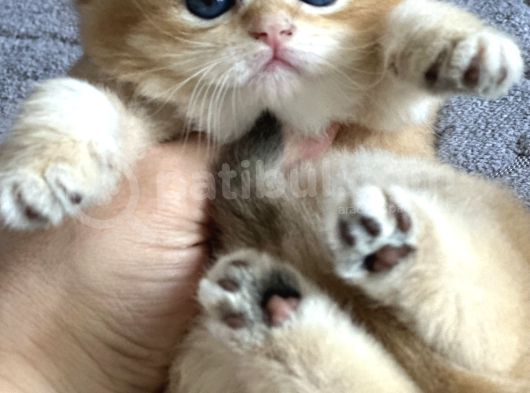 Orijinal Irk Garantili British Shorthair Golden görsel