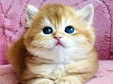 Orijinal Irk Garantili British Shorthair Golden