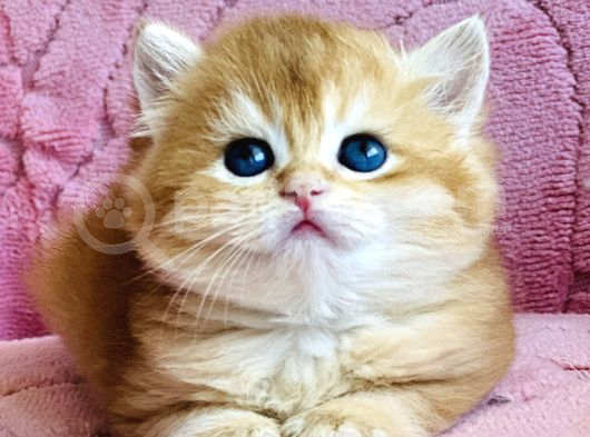 Orijinal Irk Garantili British Shorthair Golden görsel