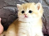 Orijinal Irk Garantili British Shorthair Golden