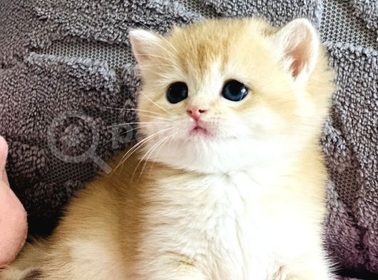 Orijinal Irk Garantili British Shorthair Golden görsel