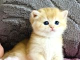 Orijinal Irk Garantili British Shorthair Golden