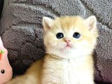 Orijinal Irk Garantili British Shorthair Golden