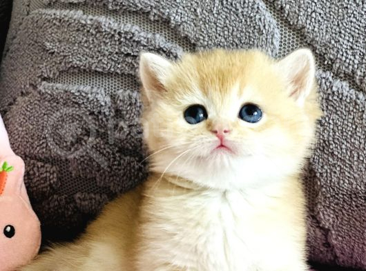 Orijinal Irk Garantili British Shorthair Golden görsel