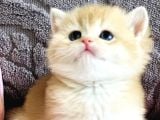Orijinal Irk Garantili British Shorthair Golden