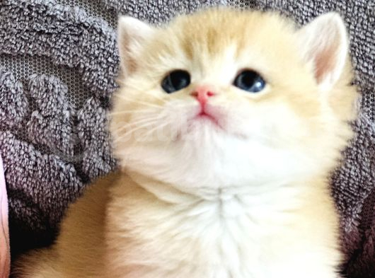 Orijinal Irk Garantili British Shorthair Golden görsel