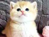 Orijinal Irk Garantili British Shorthair Golden