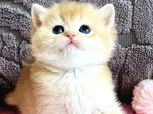 Orijinal Irk Garantili British Shorthair Golden görsel