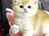 Orijinal Irk Garantili British Shorthair Golden