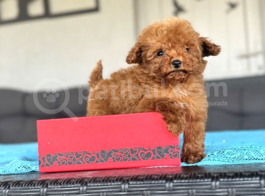 Kore Teddy Poodle Teacup Yavrumuz görsel