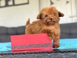 TEDDY FACE KORE POODLE