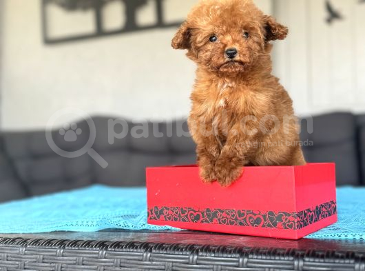 Türki̇yede Tek Gerçek Kore Teacup Yavru görsel
