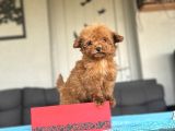 Kore Teddy Poodle Teacup Yavrumuz