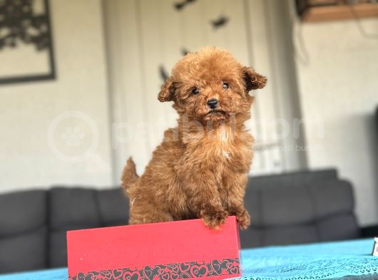 Kore Teddy Poodle Teacup Yavrumuz görsel