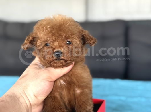Orji̇nal Teddy Face Kore Teacup  görsel
