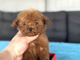 Teddy Face Kore Poodle