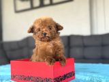 KORE TEDDy POODLE TEACUP YAVRUMUZ