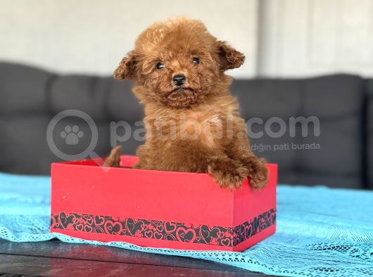 Türki̇yede Tek Gerçek Kore Teacup Yavru görsel