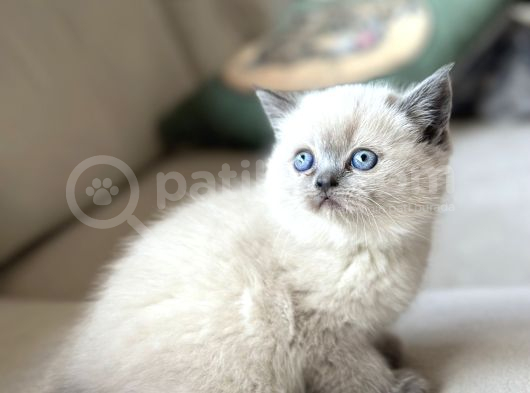 Safkan Bri̇ti̇sh Shorthai̇r Bluepoi̇nt Yavrularimiz görsel