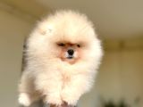 Teacup Efsane Di̇şi̇ Pomerani̇an Boo