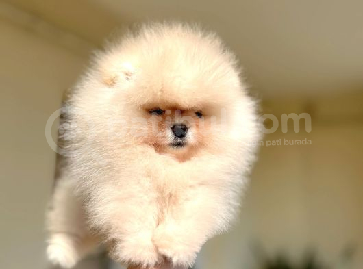 Teacup Efsane Di̇şi̇ Pomerani̇an Boo görsel