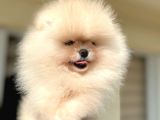 Teacup Efsane Di̇şi̇ Pomerani̇an Boo