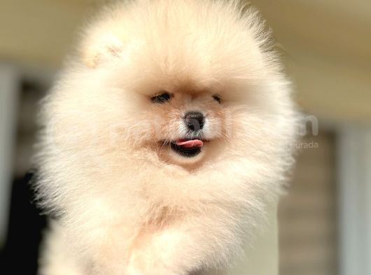 Teacup Efsane Di̇şi̇ Pomerani̇an Boo görsel