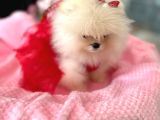 Teacup Efsane Di̇şi̇ Pomerani̇an Boo