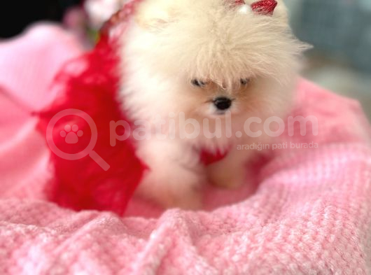 Teacup Efsane Di̇şi̇ Pomerani̇an Boo görsel