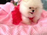 Teacup Efsane Di̇şi̇ Pomerani̇an Boo