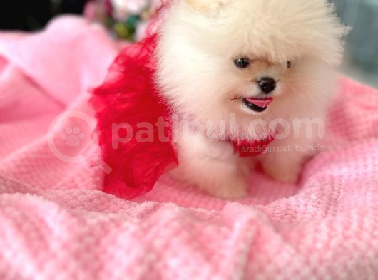 Teacup Efsane Di̇şi̇ Pomerani̇an Boo görsel