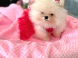 TEACUP EFSANE DİŞİ POMERANİAN BOO