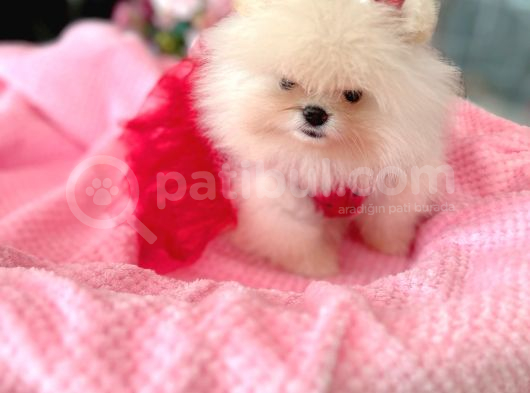 Teacup Efsane Di̇şi̇ Pomerani̇an Boo
