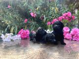 Sizinde Siyah Inciniz Olsun Toy Poodle