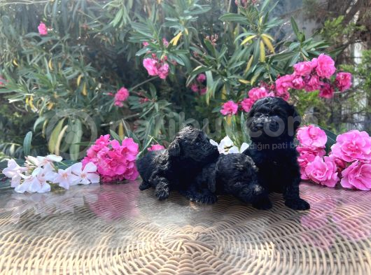 Sizinde Siyah Inciniz Olsun Toy Poodle görsel