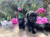 sizinde siyah inciniz olsun toy poodle