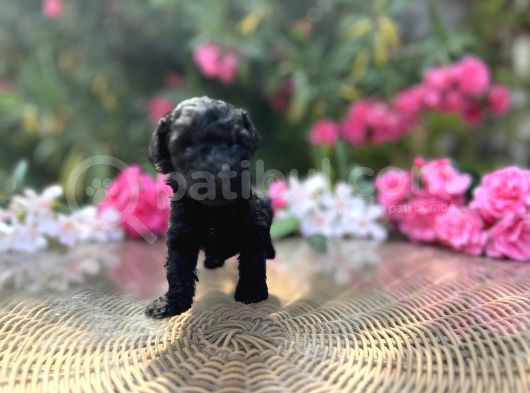 Sizinde Siyah Inciniz Olsun Toy Poodle görsel