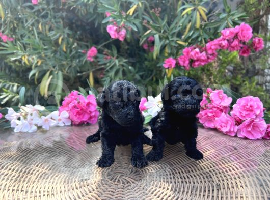 Sizinde Siyah Inciniz Olsun Toy Poodle görsel