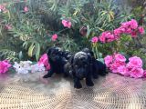 Sizinde Siyah Inciniz Olsun Toy Poodle
