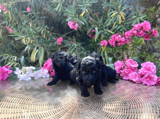 Sizinde Siyah Inciniz Olsun Toy Poodle görsel