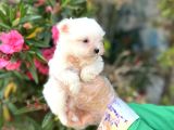 Terrier Değil Maltese Yavrular Irk Garantili