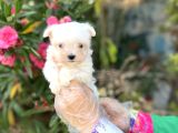 terrier değil maltese yavrular ırk garantili